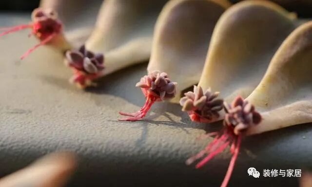 多肉叶插教程_多肉叶插繁殖方法_新手多肉叶插不生根怎么办