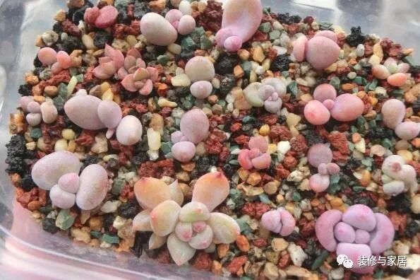 新手多肉叶插不生根怎么办_多肉叶插繁殖方法_多肉叶插教程