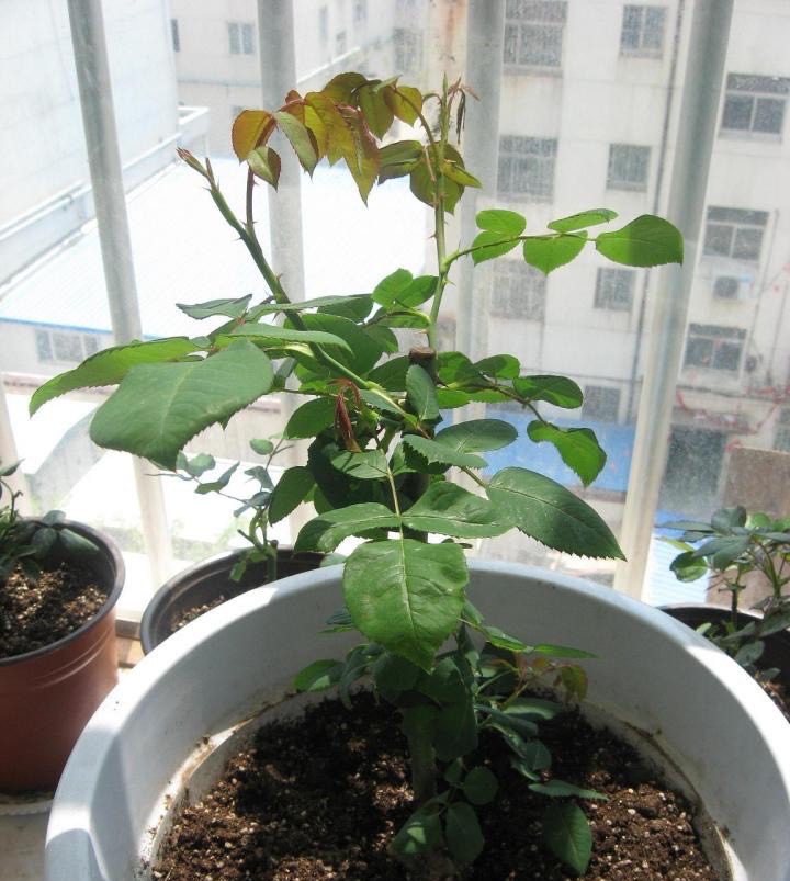 月季修剪摘心技巧_月季修剪时间_月季花苗养护