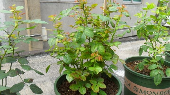 月季修剪时间_月季花苗养护_月季修剪摘心技巧