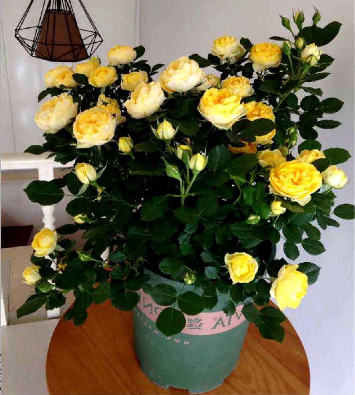 月季花苗养护_月季修剪时间_月季修剪摘心技巧