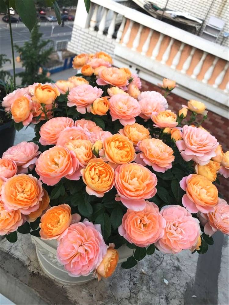 月季花苗养护_月季修剪摘心技巧_月季修剪时间