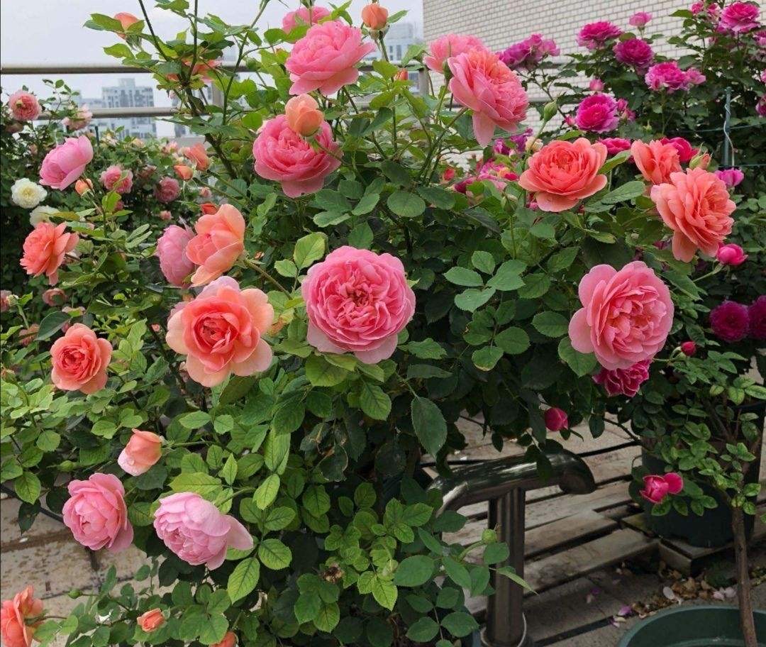 月季修剪时间_月季花苗养护_月季修剪摘心技巧