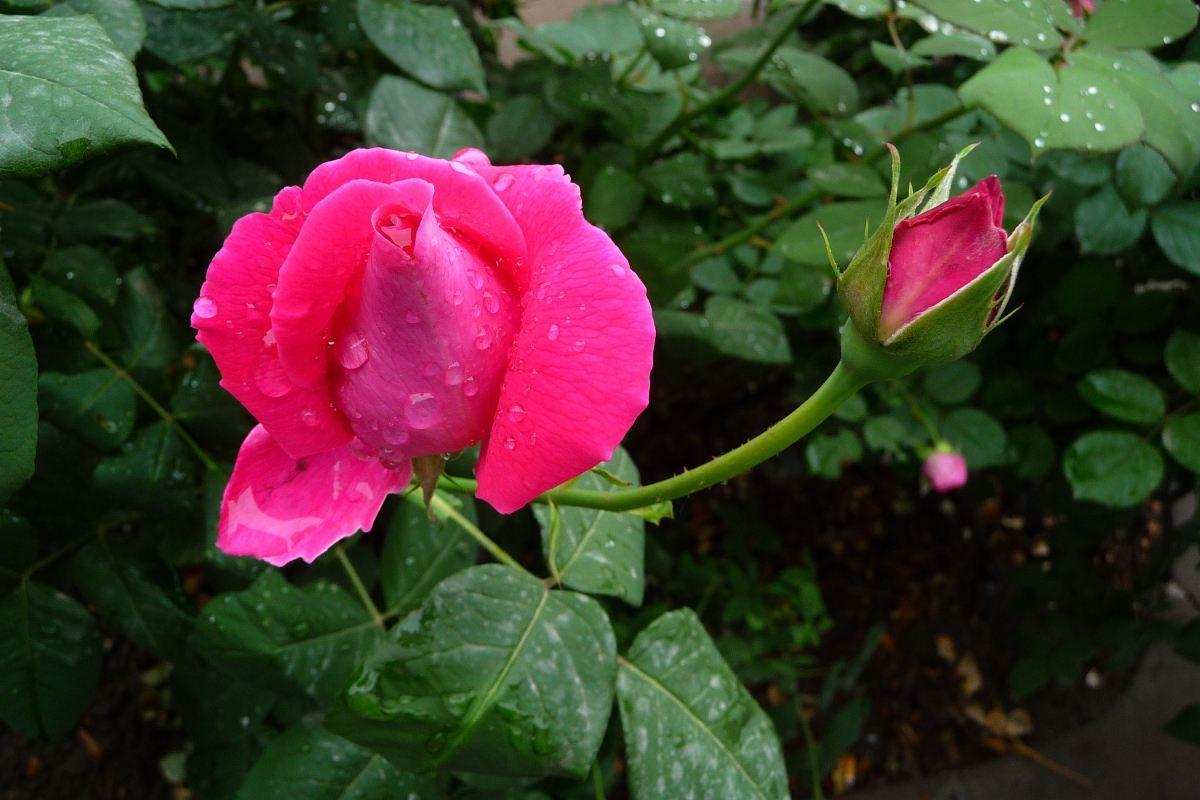 月季修剪时间_北方月季花修剪季节_月季花修剪时间