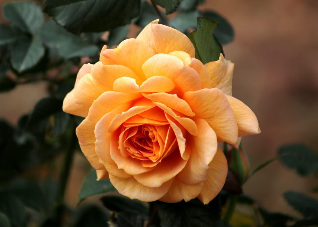 月季花修剪时间_月季修剪时间_北方月季花修剪季节