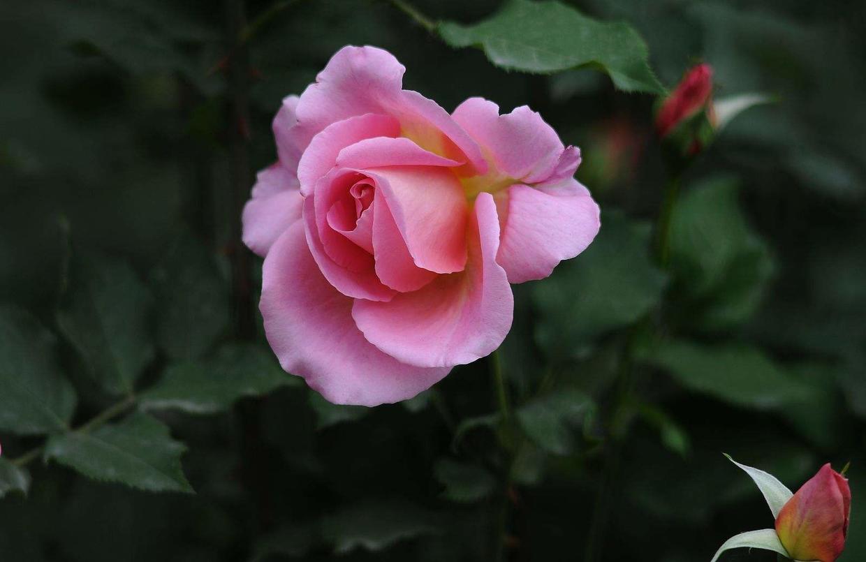 月季花修剪时间_月季修剪时间_北方月季花修剪季节