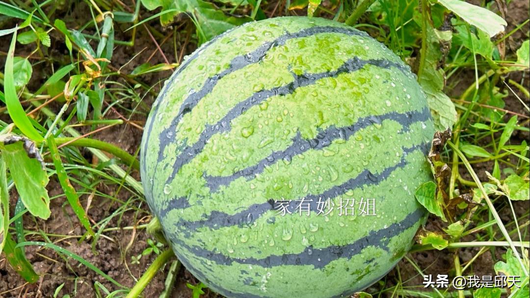 西瓜成熟度判断_西瓜挑选技巧_挑选西瓜技巧