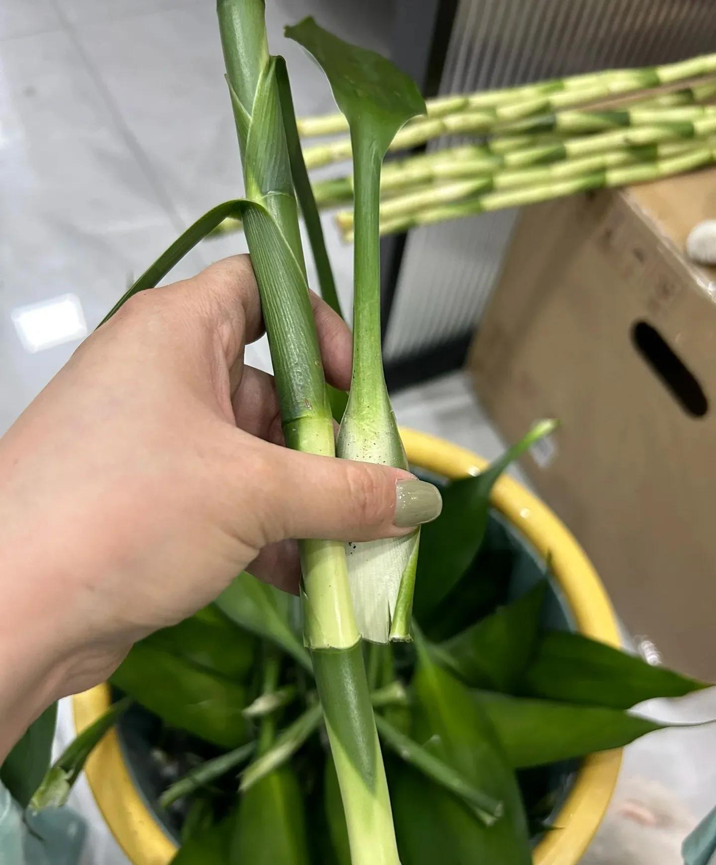 富贵竹修剪技巧_富贵竹养护技巧_富贵竹水培方法