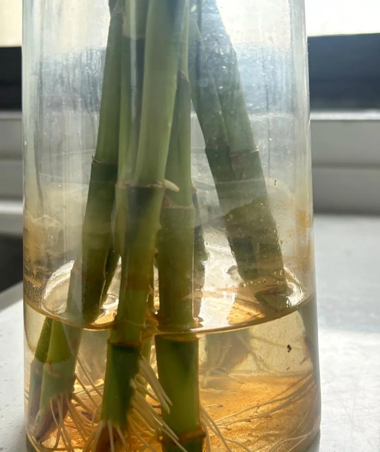 富贵竹水培方法_富贵竹修剪技巧_富贵竹养护技巧