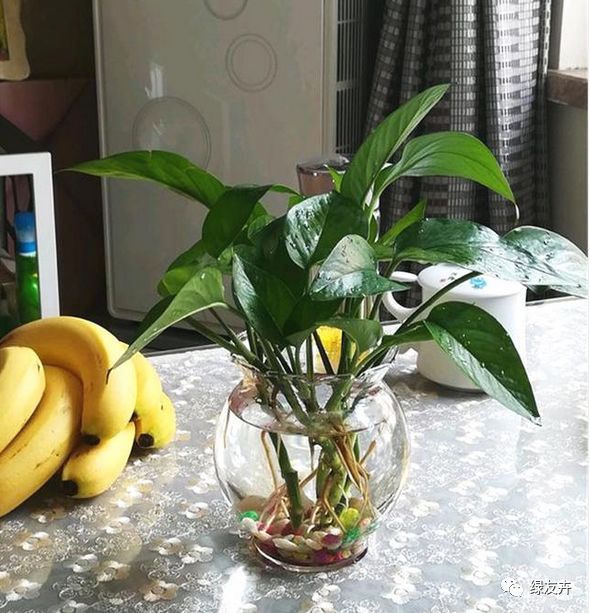 水培绿萝加料技巧_水培绿萝方法_绿萝修剪技巧