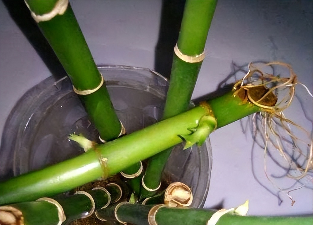 富贵竹养护技巧_富贵竹黄叶原因_富贵竹修剪技巧