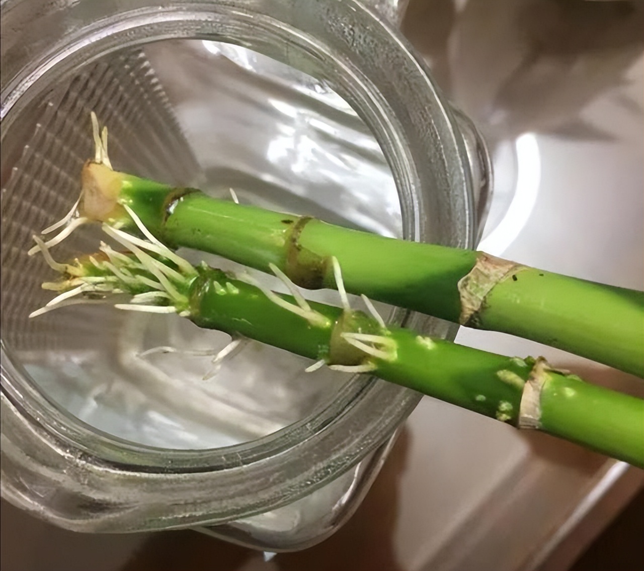 富贵竹修剪技巧_富贵竹黄叶原因_富贵竹养护技巧