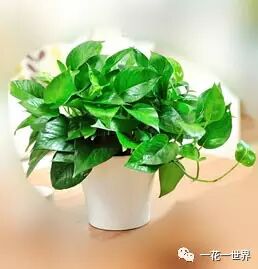 绿萝的养殖方法 | 星尘资源网