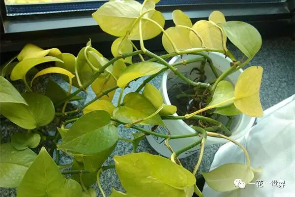 绿萝叶子发黄原因_绿萝修剪技巧_绿萝养护方法