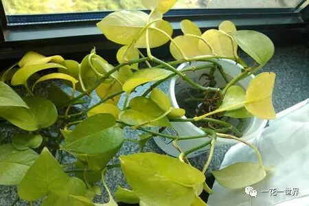 绿萝修剪技巧_绿萝叶子发黄原因_绿萝养护方法