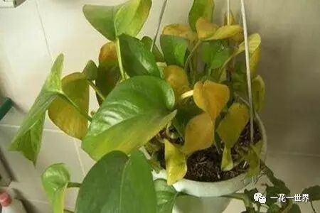 绿萝叶子发黄原因_绿萝养护方法_绿萝修剪技巧