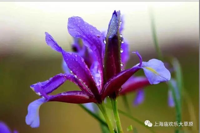 免门票优惠政策_草原旅游注意_马兰花草原旅游攻略