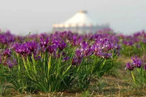 草原旅游注意_马兰花草原旅游攻略_免门票优惠政策