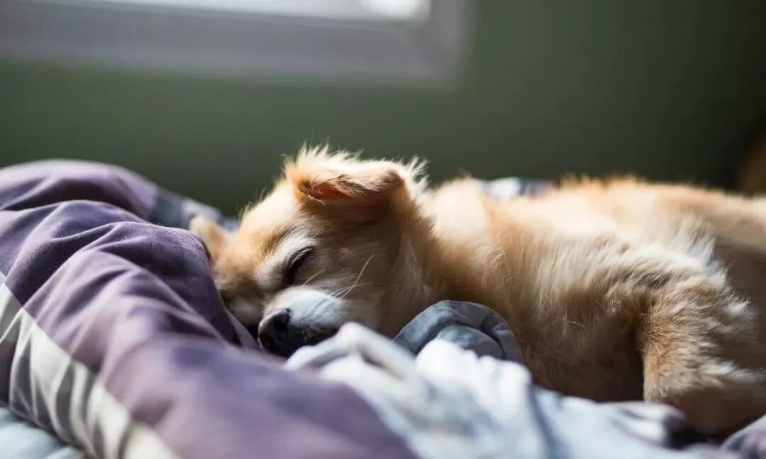 非快速动眼期与快速动眼期_睡眠周期阶段划分_睡眠周期规律