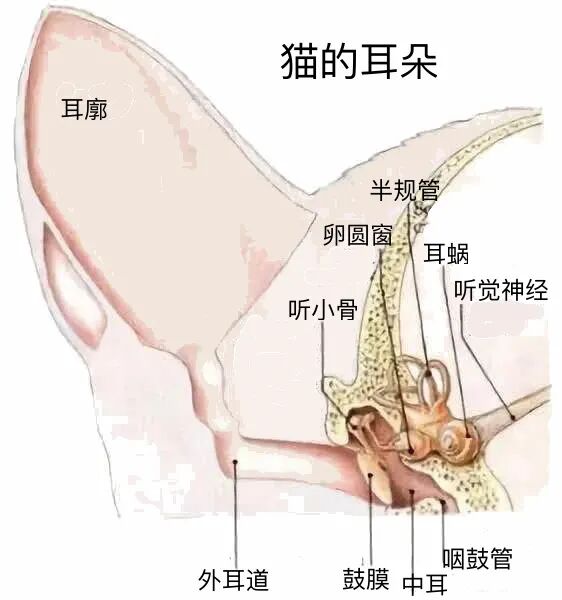 猫咪耳朵的小常识 | 星尘资源网