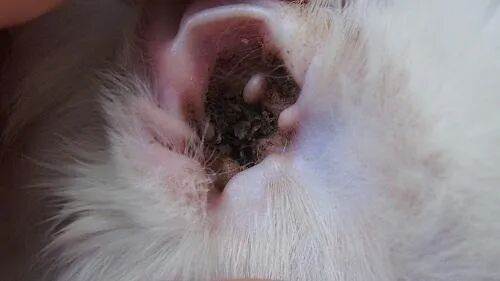 猫咪耳螨症状_猫咪耳朵清洁_耳部护理常识