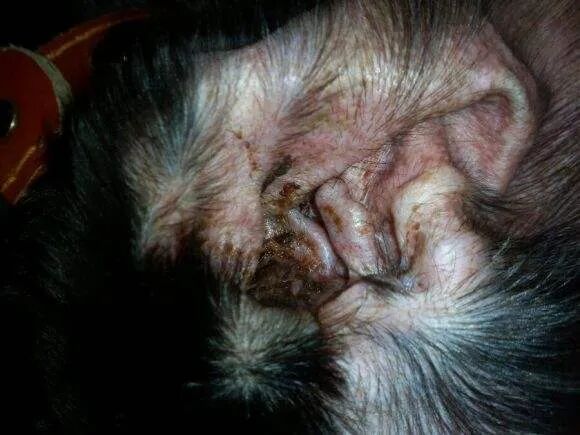 耳部护理常识_猫咪耳螨症状_猫咪耳朵清洁