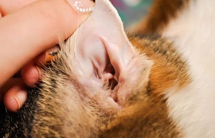 耳部护理常识_猫咪耳朵清洁_猫咪耳螨症状