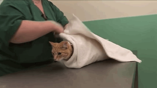 猫咪耳朵清洁_耳部护理常识_猫咪耳螨症状