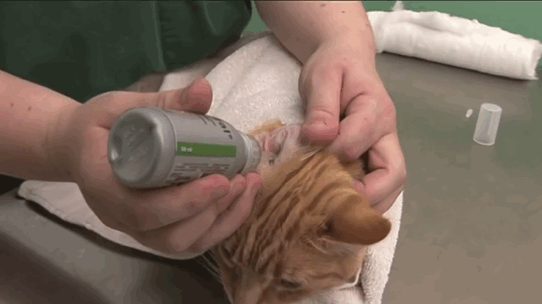 猫咪耳朵清洁_耳部护理常识_猫咪耳螨症状