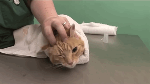 猫咪耳螨症状_耳部护理常识_猫咪耳朵清洁
