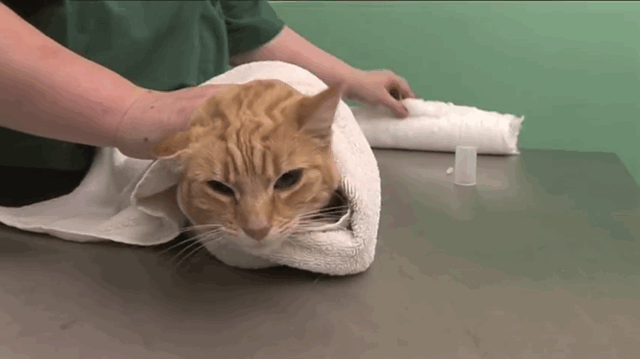 猫咪耳朵清洁_猫咪耳螨症状_耳部护理常识