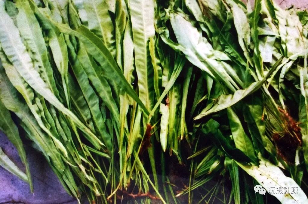 《瑶医药浴》瑶族人的祖传秘方 | 星尘资源网