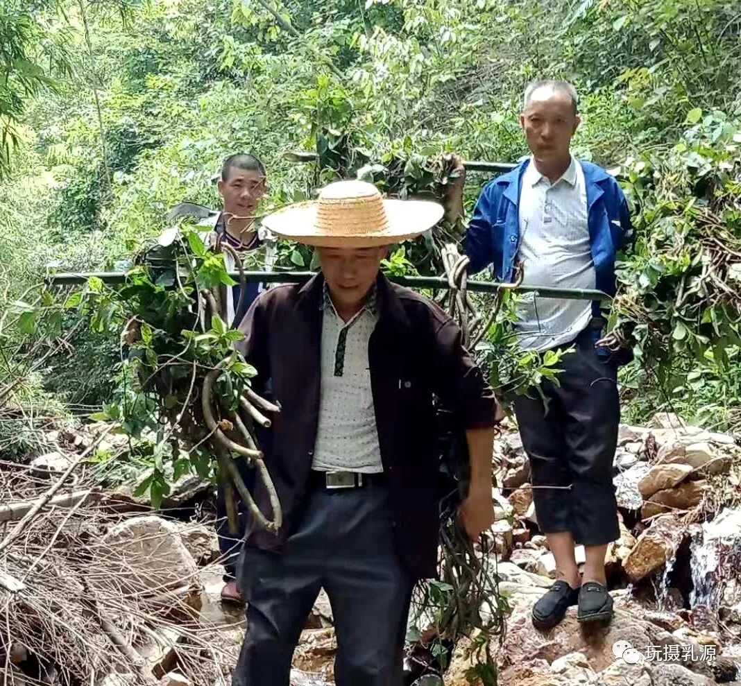 瑶族药浴配方_药浴配方_瑶族药浴功效