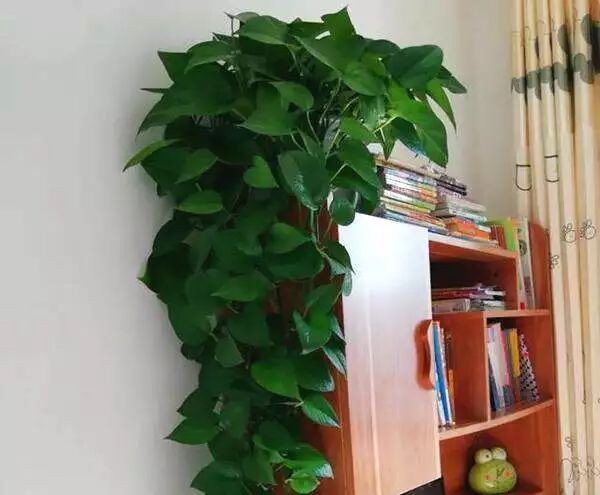 卖花农透露:绿萝冬天少浇水,盆里喂点“它”,蹭蹭长成大瀑布! | 星尘资源网