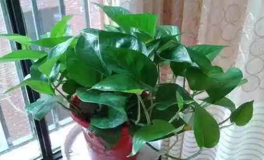 绿萝冬天养护_绿萝浇水频率_酱油促进绿萝生长