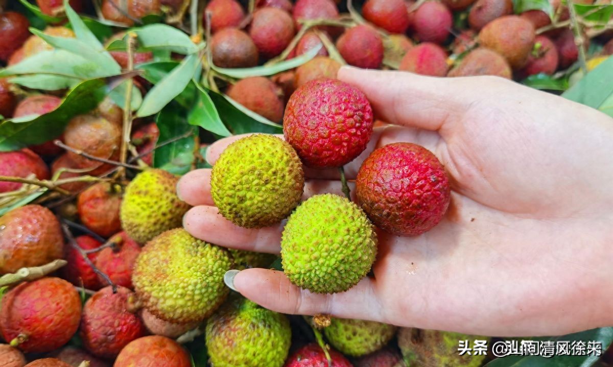 才知道,荔枝保存不可直接放冰箱,教你一招,放半年都鲜甜多汁! | 星尘资源网