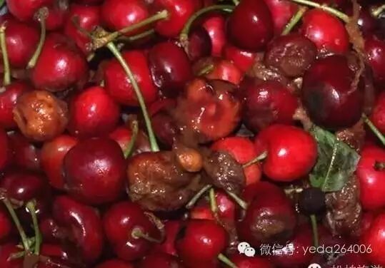 烟台大樱桃科学保存方法_樱桃保鲜技巧_如何保存新鲜樱桃