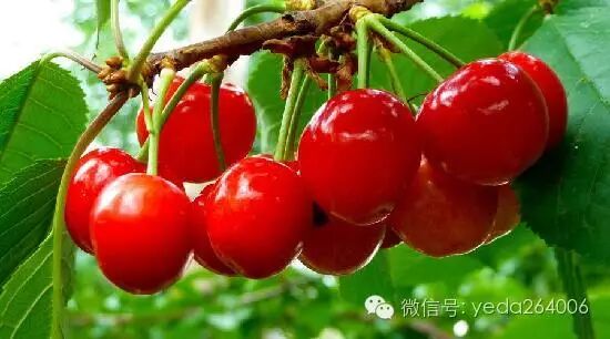 樱桃保鲜技巧_如何保存新鲜樱桃_烟台大樱桃科学保存方法