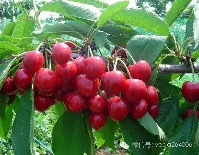 烟台大樱桃科学保存方法_樱桃保鲜技巧_如何保存新鲜樱桃