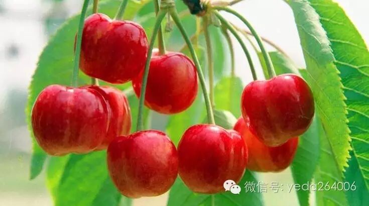 樱桃保鲜技巧_如何保存新鲜樱桃_烟台大樱桃科学保存方法