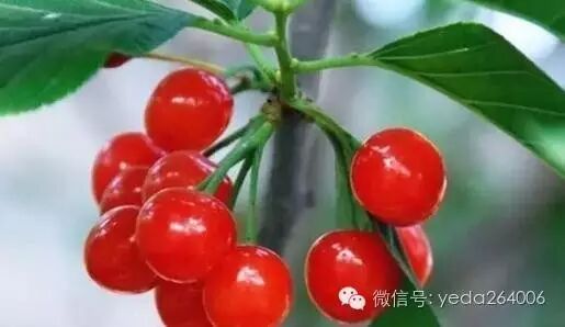 樱桃保鲜技巧_烟台大樱桃科学保存方法_如何保存新鲜樱桃