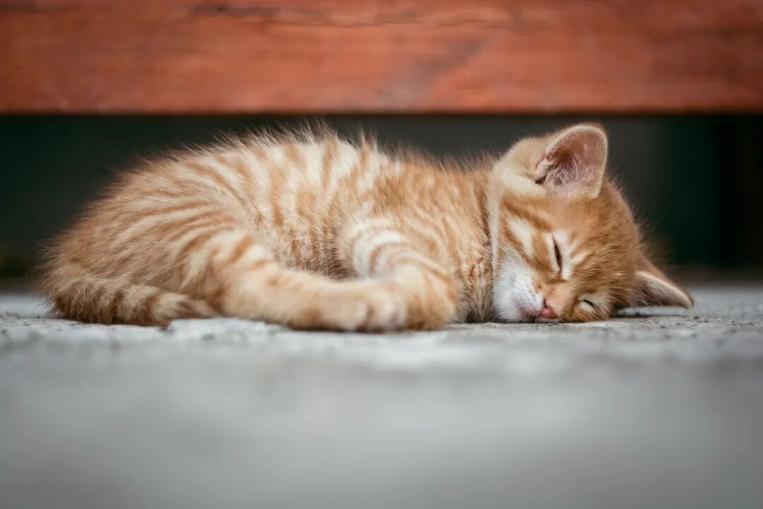 所有改善睡眠的方法都在这些读书笔记里 | 星尘资源网