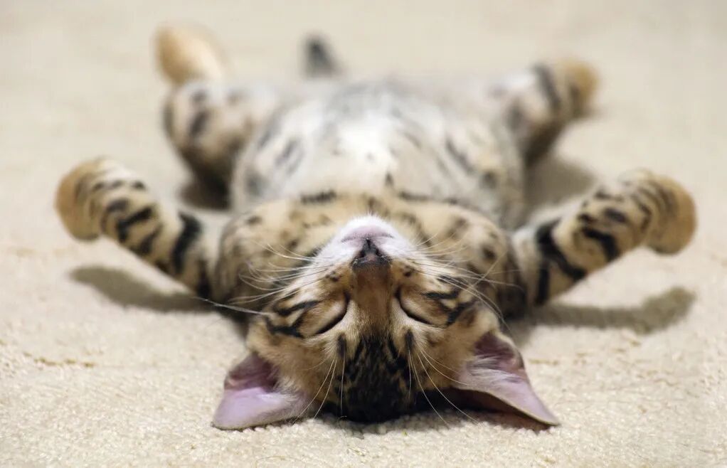 世界睡眠日睡眠书籍推荐_睡眠改善技巧_睡眠科普书籍汇总