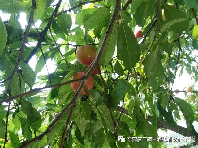 李子酒多少度_李子酒泡多久_李子保存技巧