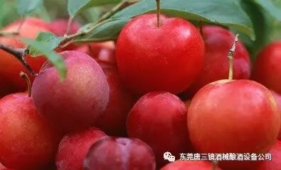 家庭果酒技术:李子酒的酿制方法 | 星尘资源网