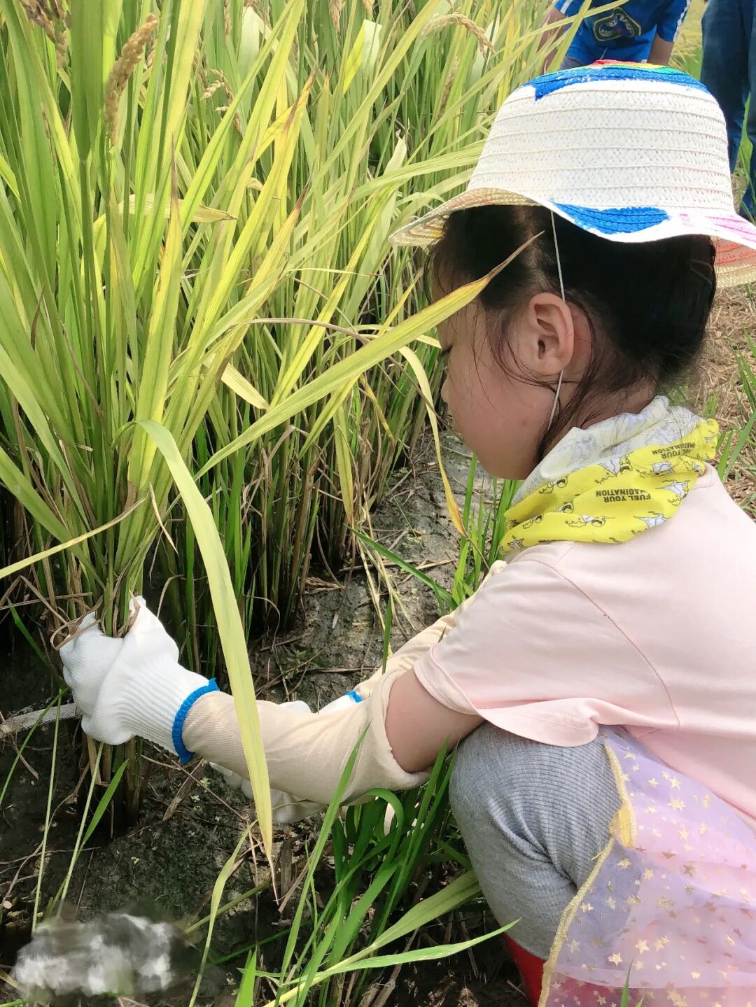 劳动教育课程 中小学生必修课程 劳动教育政策_中小学教育