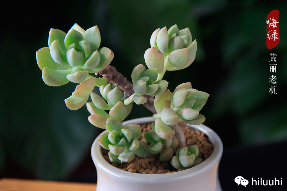 月兔耳雷神爱之蔓养护技巧_多肉植物度夏_夏型种多肉养护