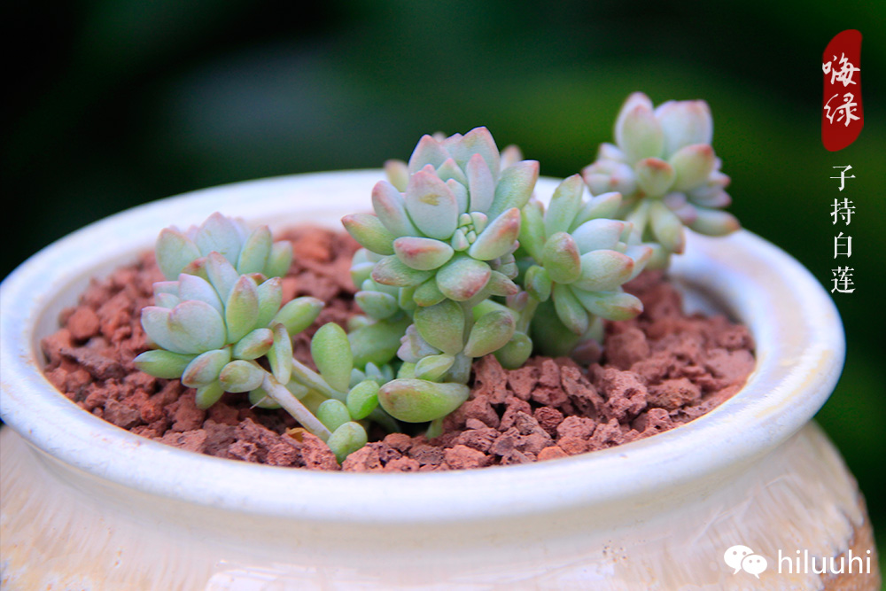 月兔耳雷神爱之蔓养护技巧_多肉植物度夏_夏型种多肉养护